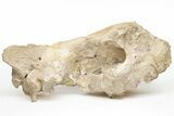 Fossil Running Rhino (Subhyracodon) Partial Skull - Wyoming #216121-1